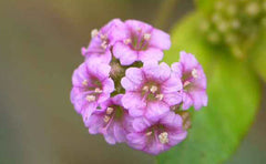 Punarnava