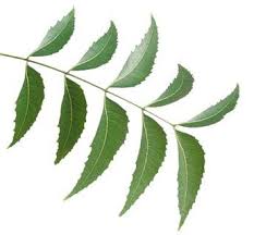 Neem